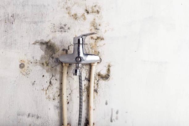 Best Certified Mold Removal  in Evergreen Park, IL