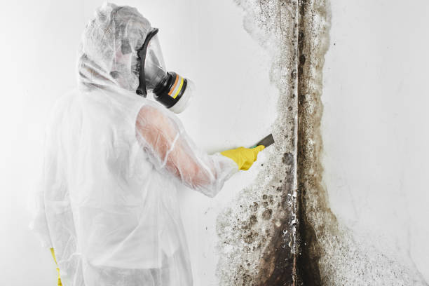 Professional Mold Removal in Evergreen Park, IL