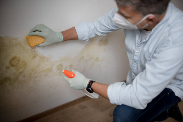 Best Commercial Mold Removal  in Evergreen Park, IL
