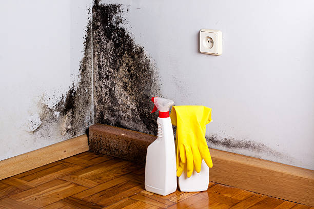 Best Black Mold Removal  in Evergreen Park, IL